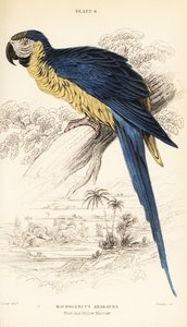 Ara ararauna