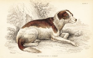 Cane da cinghiale della Germania da William Home Lizars