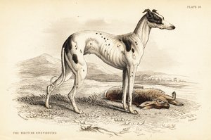 Levriero britannico, Canis lupus familiaris (Canis leporarius)