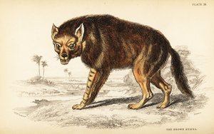 Iena bruna o lupo di spiaggia, Hyaena brunnea (Hyaena fusca)