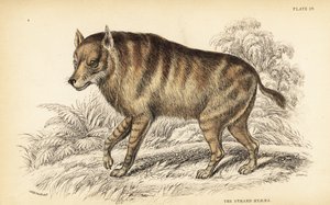 Iena bruna o strandwolf, Hyaena brunnea