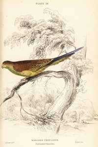 Cocorita, Melopsittacus undulatus da William Home Lizars