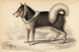 Cane eschimese canadese o qimmiq, Canis lupus familiaris da William Home Lizars