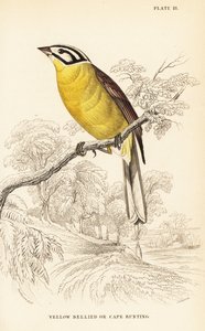 Zigolo del Capo, Emberiza capensis (Zigolo ventre giallo, Fringillaria capensis)