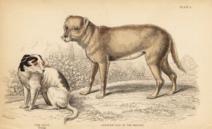 Cane da trasporto degli indiani o Techichi del Messico, antenato del chihuahua, e un giovane cane Alco, Yzi-cuinte potzotli in Messico