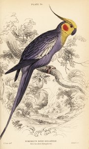 Calopsitta, Nymphicus hollandicus