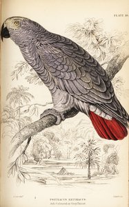 Pappagallo grigio del Congo, Psittacus erythacus