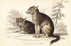Coyote, Canis latrans da William Home Lizars