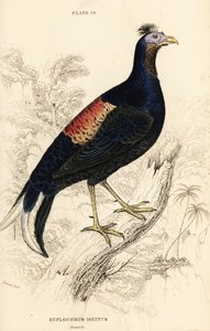Lophura ignita, maschio (Il gallo di Macartney, Euplocomus ignitus) da William Home Lizars