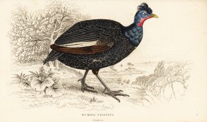 Faraona crestata, Guttera pucherani