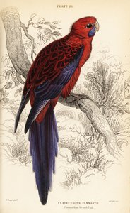 Rosella cremisi, Platycercus elegans
