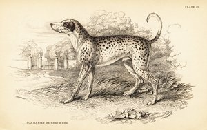 Cane dalmata o cane da carrozza da William Home Lizars