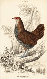 Gallina giungla grigia o gallina giungla di Sonnerat, Gallus sonneratii (Gallus sonnerati) da William Home Lizars