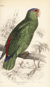 Amazzone festiva, Amazona festiva