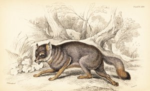 Volpe grigia, Urocyon cinereoargenteus (Vulpes cinereus) da William Home Lizars