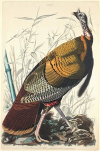 Grande gallo americano, 1827