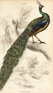 Pavone verde