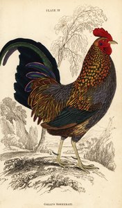 Gallus sonneratii (Gallus sonnerati) da William Home Lizars