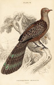 Fagiano pavone grigio o fagiano pavone birmano, Polyplectron bicalcaratum