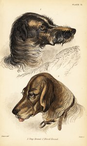 Teste di un cane da cervo 1 e di un cane da sangue 2, Canis lupus familiaris (Canis sagaces e Canis sanguinarius) da William Home Lizars