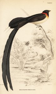 Vedova del paradiso dalla lunga coda, Vidua paradisaea