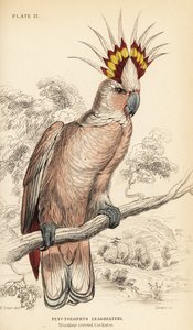 Cacatua di Major Mitchell, Lophochroa leadbeateri