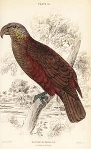 Kaka della Nuova Zelanda, Nestor meridionalis
