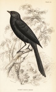 Pigliamosche nero settentrionale, Melaenornis edolioides da William Home Lizars