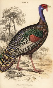 Tacchino ocellato, Meleagris ocellata da William Home Lizars