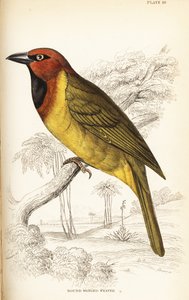 Tessitore dal dorso oliva o tessitore dalle ali rotonde, Ploceus brachypterus da William Home Lizars