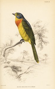 Shrike dal petto arancione o shrike dal petto zolfo, Chlorophoneus sulfureopectus da William Home Lizars