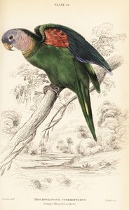 Amazzone dalle ali arancioni, Amazona amazonica