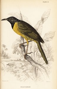 Warbler oriolo, Hypergerus atriceps da William Home Lizars