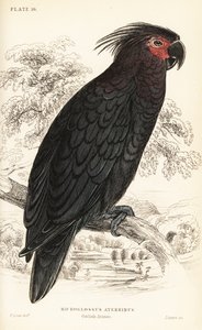 Cacatua delle palme, Probosciger aterrimus