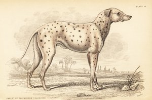 Genitore del moderno cane da carrozza