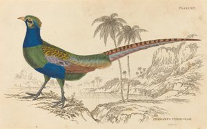 Phasianus Versicolor da William Home Lizars