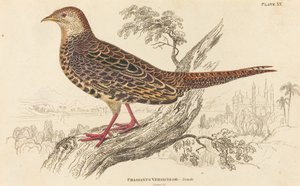 Phasianus Versicolor - Femmina