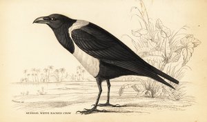 Corvo bianco e nero, Corvus albus da William Home Lizars