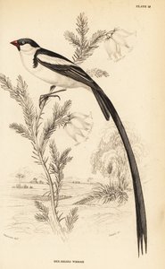 Vedova codaspillo, Vidua macroura (Vedova dal becco rosso, Vidua erythrorhynchus)