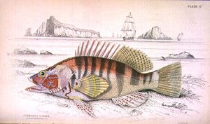 Serbanus Scriba (Isola di Baziluzzo), inciso dall
