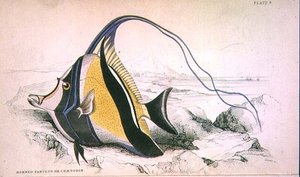 Tavola 9 Zanchus cornuto o Chaetodon inciso dall