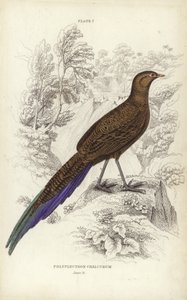 Polyplectron Chalcurum da William Home Lizars
