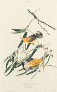 Parula protonotaria, 1827 da William Home Lizars