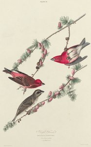 Fringuello purpureo, 1827 da William Home Lizars