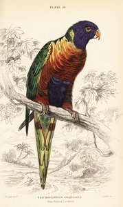 Lorichetto arcobaleno, Trichoglossus moluccanus