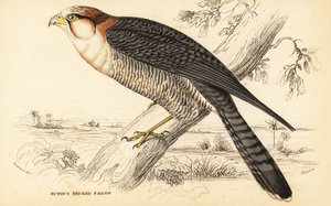 Falco dal collo rosso, Falco chicquera ruficollis da William Home Lizars