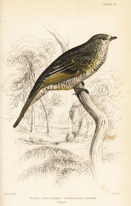 Campephaga phoenicea, femmina