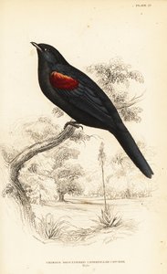 Campephaga phoenicea, maschio da William Home Lizars