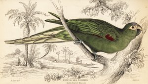 Ara dalle spalle rosse, Diopsittaca nobilis