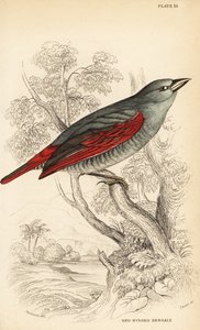 Pytilia dalle ali rosse, Pytilia phoenicoptera (Bengaly dalle ali rosse, Pytilia phaenicoptera) da William Home Lizars
